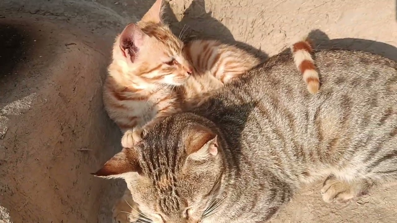 Cats continue to love their young until they grow up. Beloved family. #vlog#family#village#trend