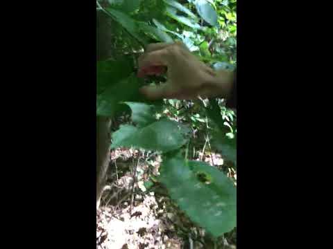Tilia americana (Malvaceae)