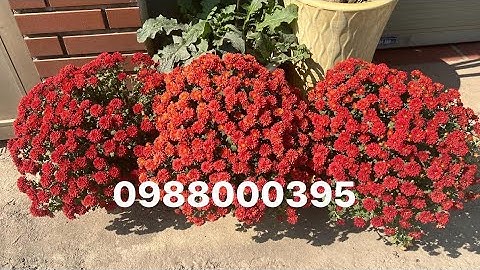 Cúc mâm xôi hàn quốc trồng tại miền bắc. Hàng tết 2023. Giao hàng miễn phí dọc ql1a-0988000395