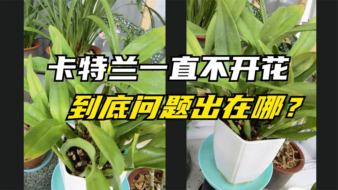 303 种了两三年的嘉德丽亚兰一直不开花，到底是哪里出了问题？一看就懂