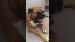 Boxer dog singing hallelujah