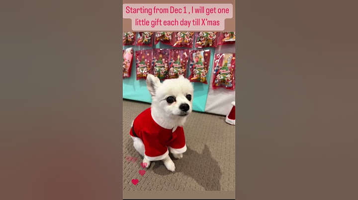 Surprise my Dog each day till X’mas | DIY Advent Calendar for Dog