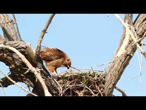 Growing Up Red Tailed Hawks Broomfield Colorado #6