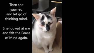Working with a Cat 'Fifi' using Trust Technique