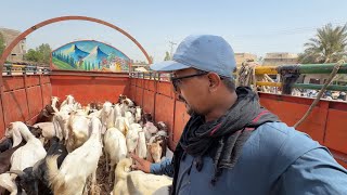 32 Bakriyan Purchase Krli Mandi Se || Boer Project