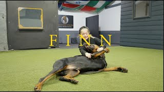 Finn the Doberman   Family protection Dog