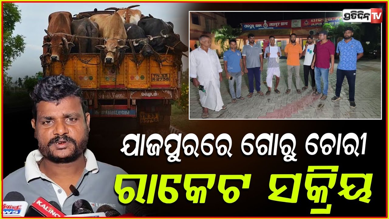 ୨୦ ଗୋରୁ, ଯାଜପୁର କଲେଜ୍ ଛକ ବାରବାଟୀ ଅଞ୍ଚଳରୁ ଚୋରୀ! Cow smuggling Racket in action, stealing from Jajpur.