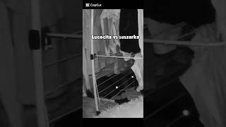 Co robi Lucecita o 2 w nocy?🐰 #królik #minilop #bunny #śmieszne #zwierzętadomowe