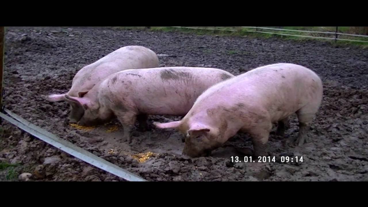 LA DANSE DU COCHON ou DANS LE COCHON TOUT EST BON - YouTube
