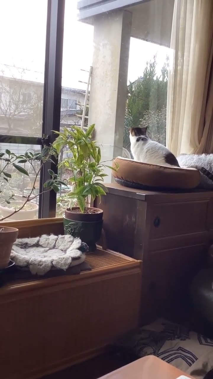 Top des vidéos très mignon petit chaton ?????????? #cat #thekindoflovewemake #chatonmignon #kitten