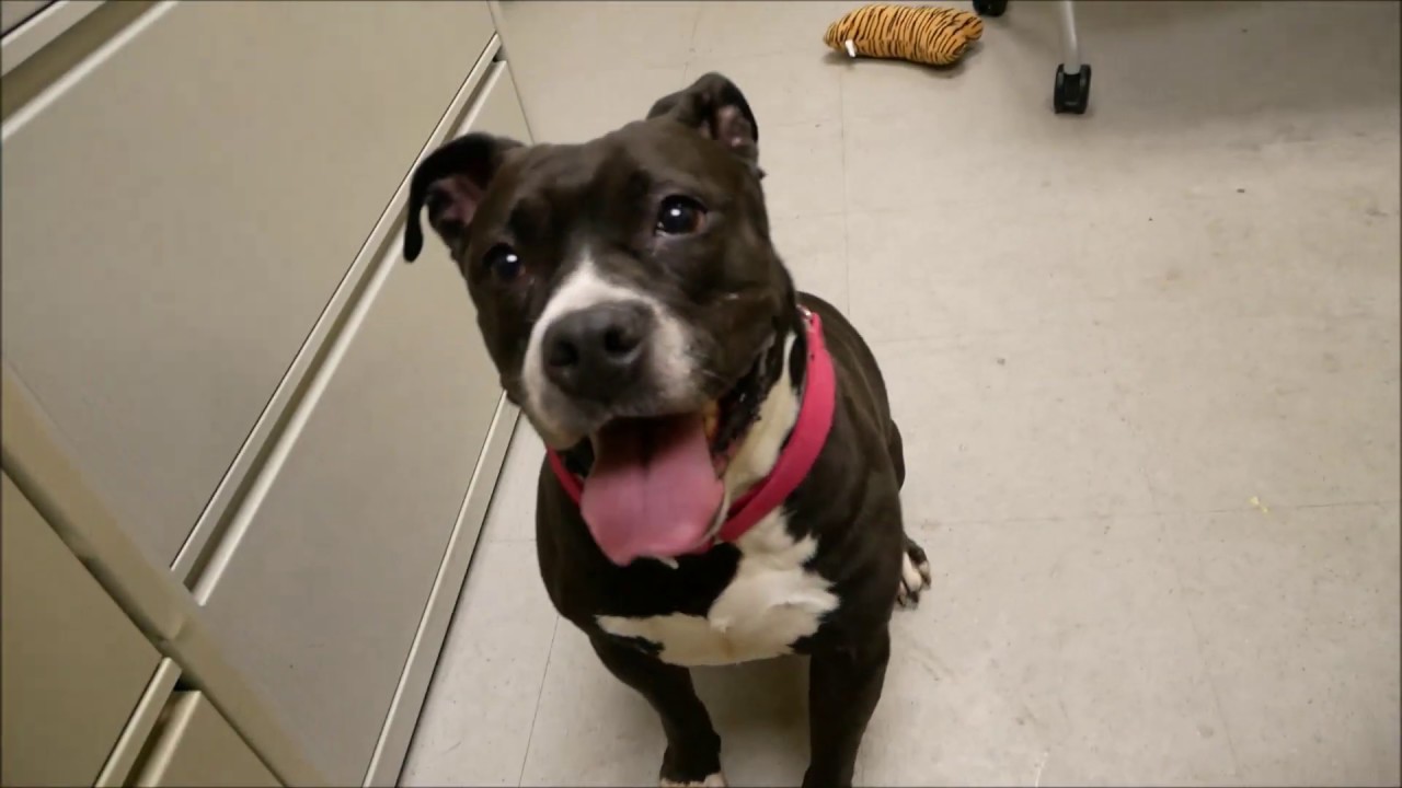 adopt cats long island Coco 56494 |NYCACC/ Cutest & Wiggliest Dumpling