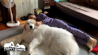 お父さんのストレッチをジャマしに来るアランです　Great Pyrenees　グレートピレニーズ