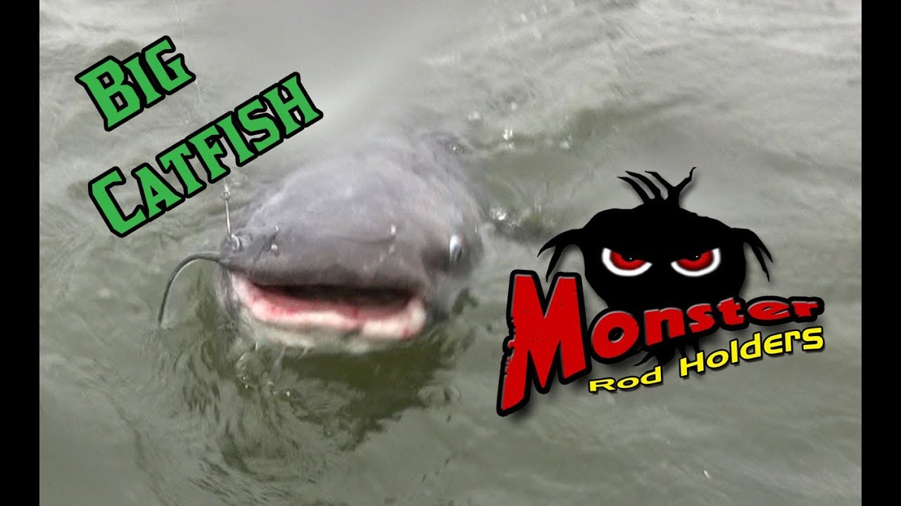 Blue Catfish caught on Wilson lake in Alabama YouTube