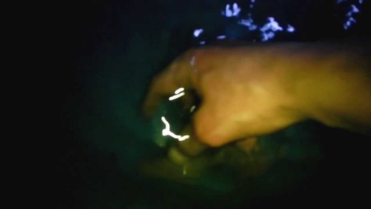 keeper security Wild caught Guyana cichlids