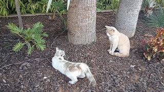 Matrimony of the cute Birman cat and the powerful Ginger cat in the Garden by cute 1,847 views 8 months ago 10 minutes, 12 seconds