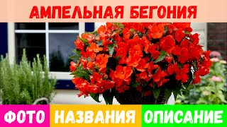 Ампельная бегония: популярные виды, фото и названия