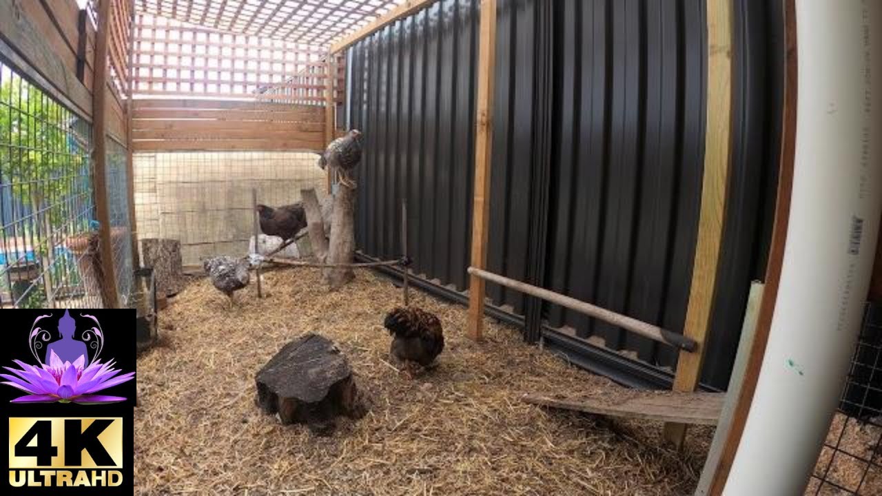 4K Backyard Chook - with Suburbia Nature Sounds - 30 Minutes Pt2 4K Backyard Chook - with Suburbia Nature Sounds - 30 Minutes Pt2