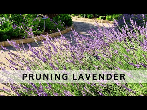 Video: Grosso Lavender Care: Lub Tswv Yim Rau Kev Loj Hlob Grosso Lavender Nroj Tsuag