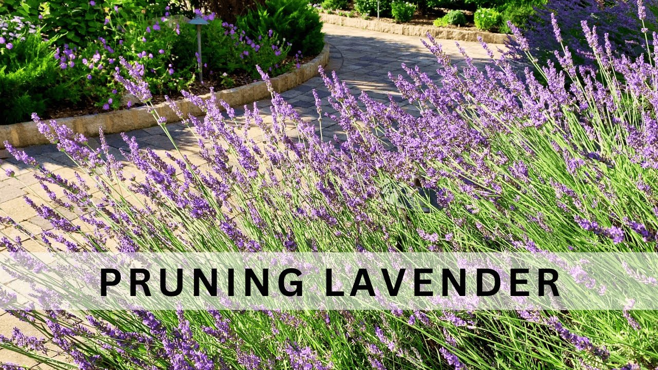 Culinary Lavender - Royal Velvet - Kristoferson FarmKristoferson Farm