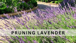 When, Why and How to Prune Lavender