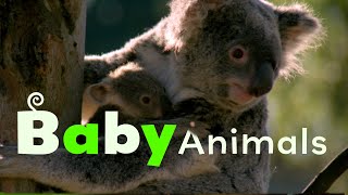 Australian Babies | Baby Animals in the Wild | Season 1 Episode 8