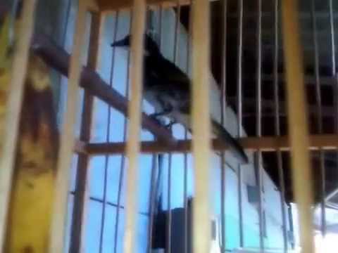 40+ Burung kutilang zebra terbaru