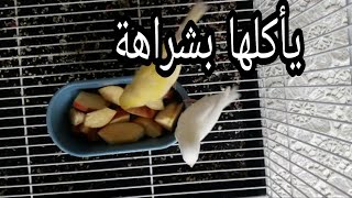 ماهي الفاكهة التي يحبها الكناري و كيف نقدمها له ؟