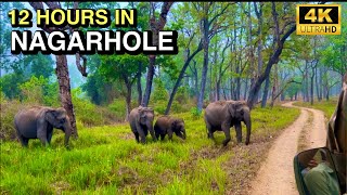 12 Hours of Wildlife Excitement in Nagarhole Tiger Reserve, Nanachi | 4K UHD