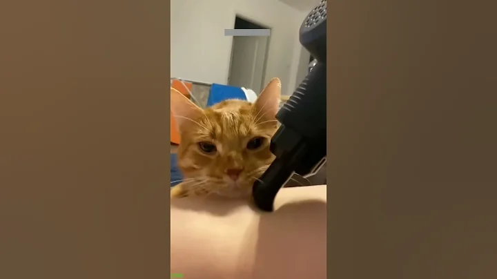 Video 10882641: laugh cats dogs funny, best ginger cat, laugh funny pets, cat dog love funny