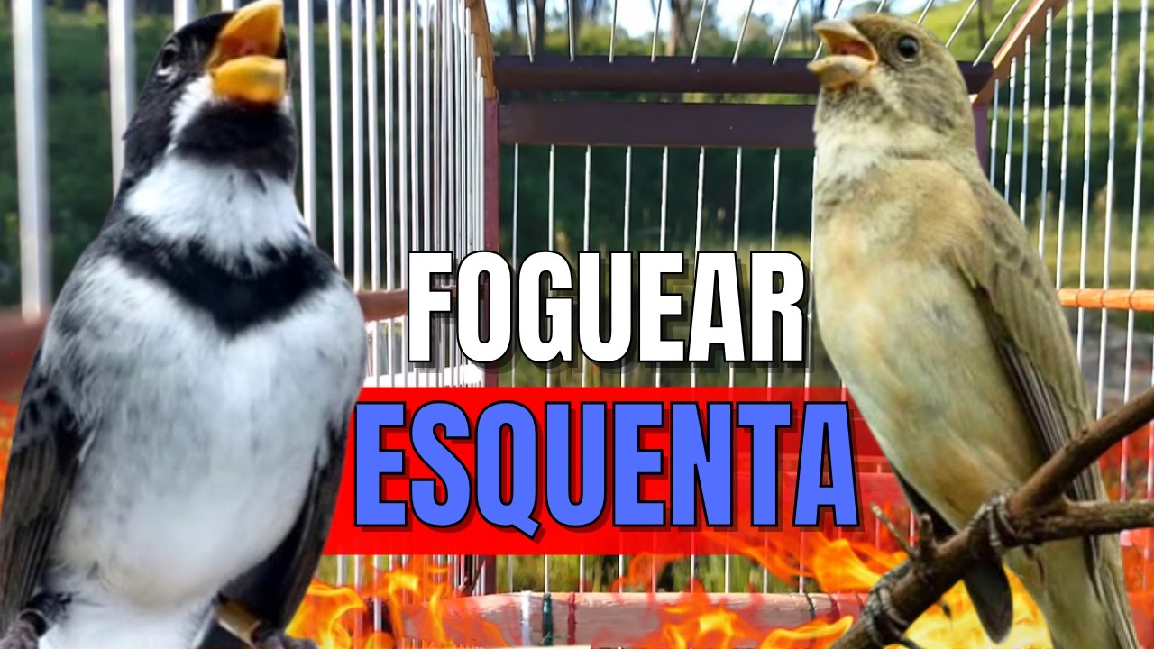 COLEIRO TUÍ-TUÍ COM FÊMEA CHAMANDO PARA ESQUENTAR COLEIRO FRIO E ENCARTE DE COLEIRO TUI TUI