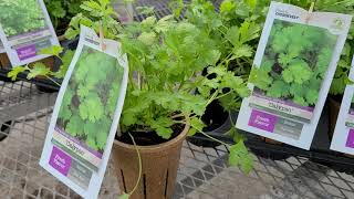 Cilantro 'Calypso' (Coriander)//💥Delicious, Nutritious, Easy to Grow & grown in biodegradable pots😍