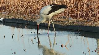 コウノトリ　2018 12/25 J0195　お食事風景