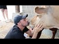 These Dairy Industry Survivors LOVE kisses!