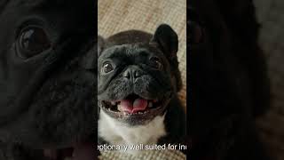 dog apartment video part 2 #animalowner #pets #dogger #dogowner #guardog #cutedog #petowner #puppy