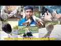 Fancy pigeon loft visit of soumo vai in village in india  fancy kabootar loft