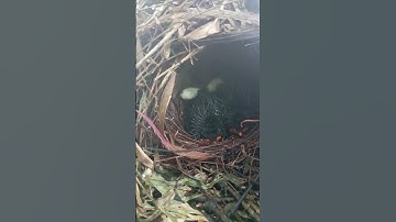 Anakan burung PAOK pancawarna #birds