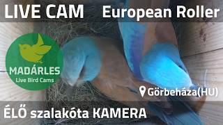 LIVE European Roller Nest Cam (Görbeháza, Hungary)