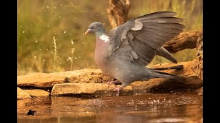 Paloma Torcaz🐦 en estos días de calor el agua es vida para nuestra fauna.