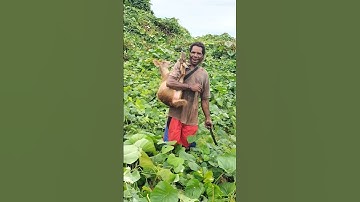 Berburu rusa di hutan