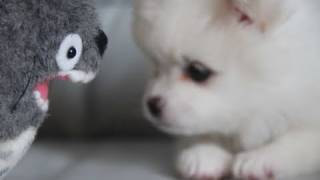 Cute puppy & Totoro