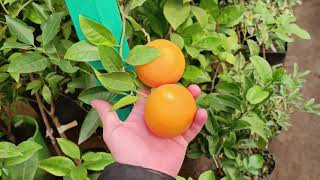 Дозрівання плодів цитрусових в теплиці (06.12.2023)