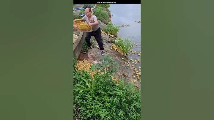 Amazing way to duck farming in China- #shorts #yt #trending
