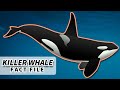 Orca facts the killer whale facts  animal fact files