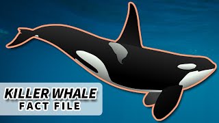 Orca Facts: the KILLER WHALE facts | Animal Fact Files