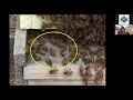 Chelsea cook presents stay cool how we can use honey bee thermoregulation to keep better bees