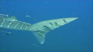 Whaleshark Show With Calypso Diving Koh Samui, Tauchen Mit Walhai.(Enjoy our latest video from the Whaleshark, spotted 4 days in a row at different dives spots in Koh Tao. Geniesst unser Video vom Walhai, diesen wir 4 Tage ..., 2012-05-04T15:22:37.000Z)