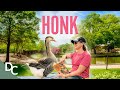 A Heartwarming Tale Of Friendship &amp; Inspiration Between An Unlikely Duo | Honk | Documentary Central