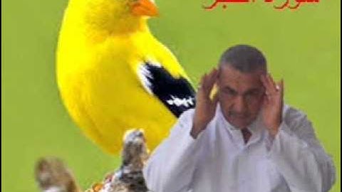 سورة الفجر مله صاحب العبيدي