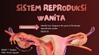 Sistem Reproduksi Manusia | Anatomi Reproduksi Wanita | Biologi Kelas XI 