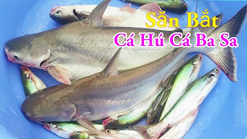 Săn Bắt Cá Hú Cá Ba Sa Câu Mồi Độc Lạ Nhất Miền Tây Sông Nước / Kiềm Rapper